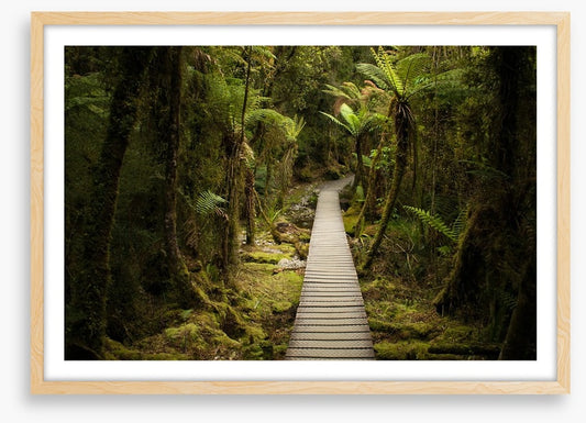 Follow me forest
