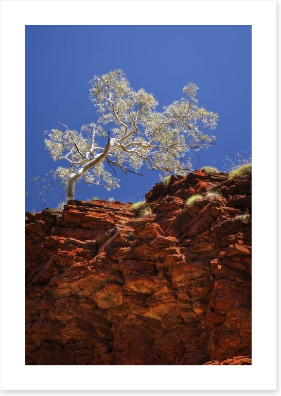 Ghost gum cliff