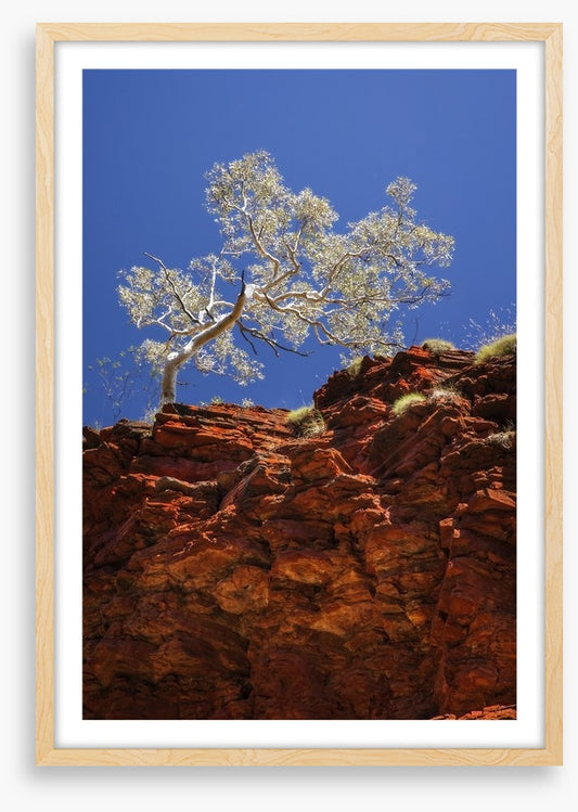 Ghost gum cliff