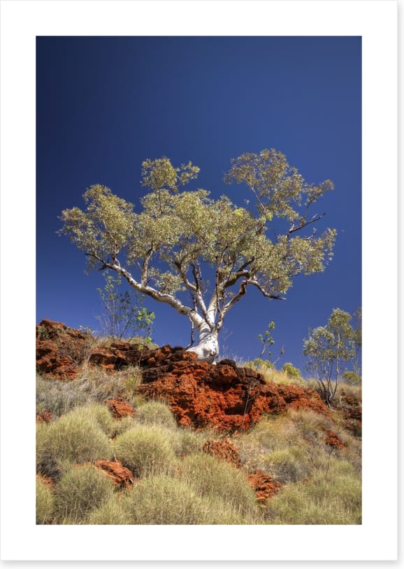 Blue sky gum