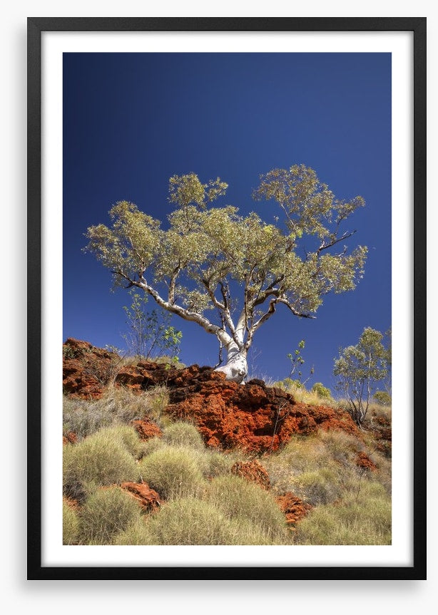 Blue sky gum