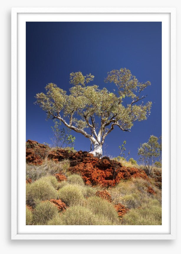 Blue sky gum