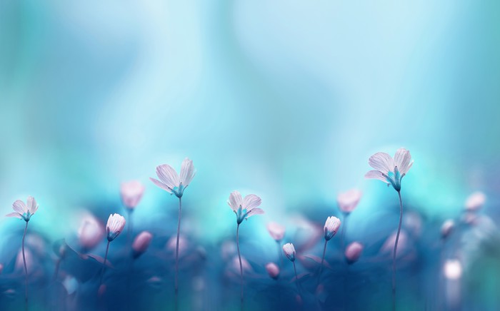 The dance of spring