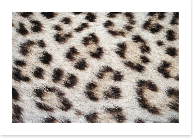 Animal Print