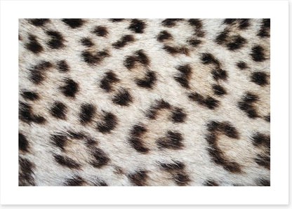 Animal Print