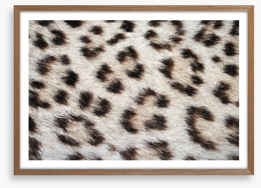 Animal Print
