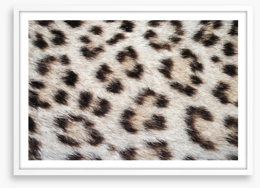 Animal Print