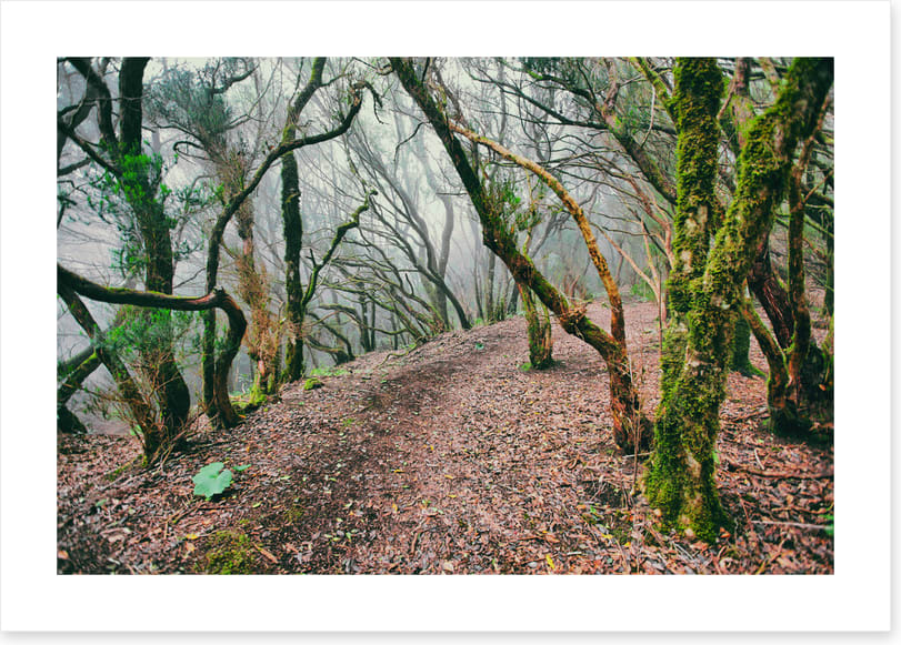 Forests