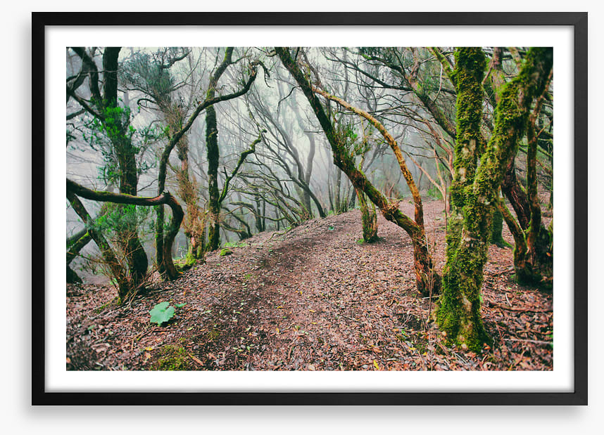 Forests