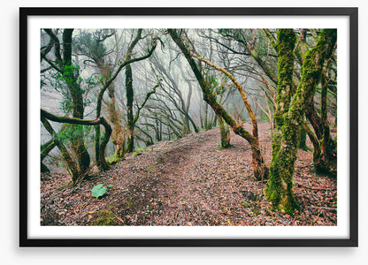 Forests