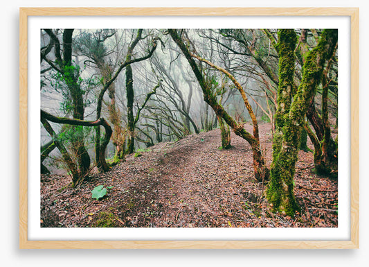 Forests