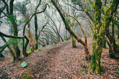 Forests
