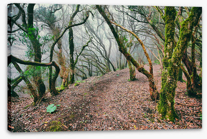 Forests