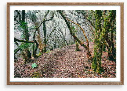Forests
