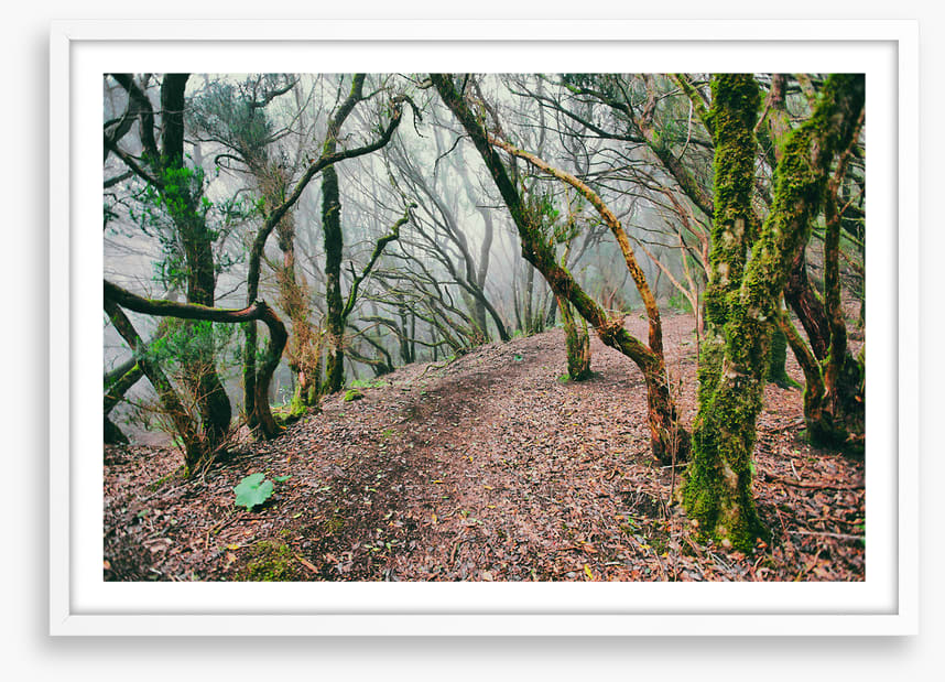 Forests