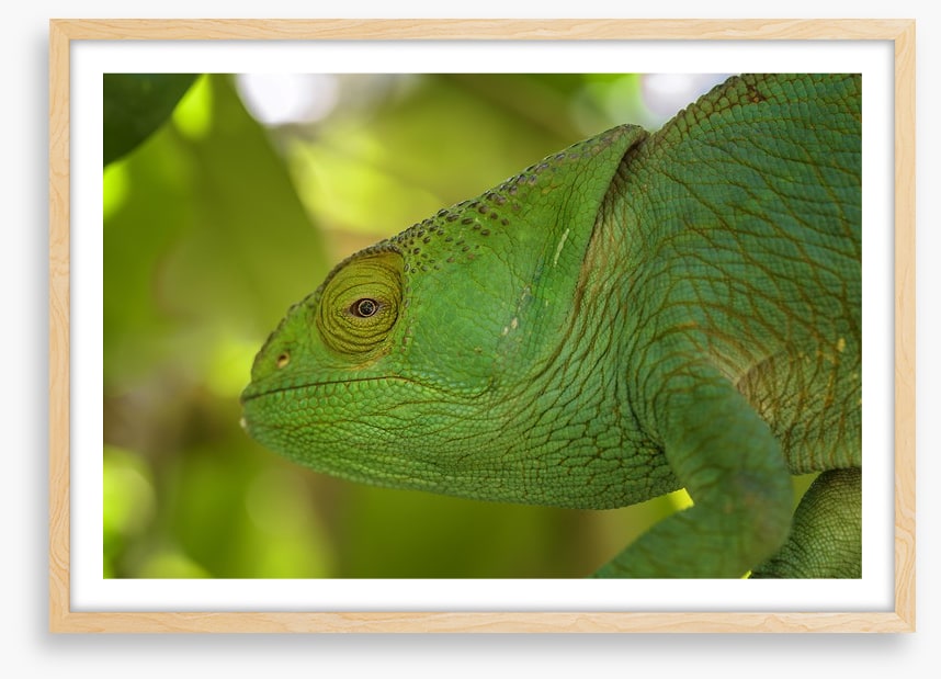 Reptiles / Amphibian