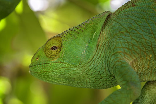 Reptiles / Amphibian