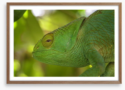 Reptiles / Amphibian