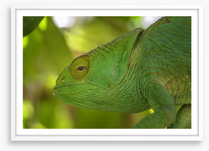 Reptiles / Amphibian
