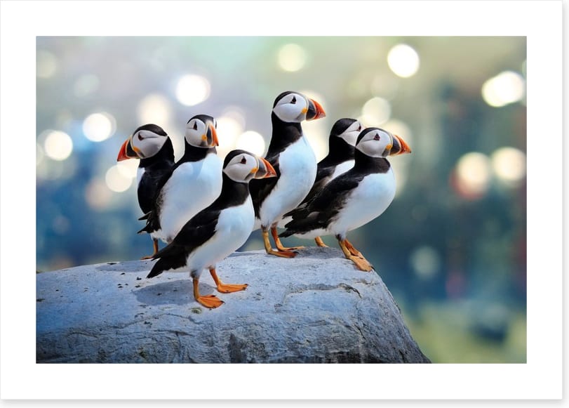 Puffin rock
