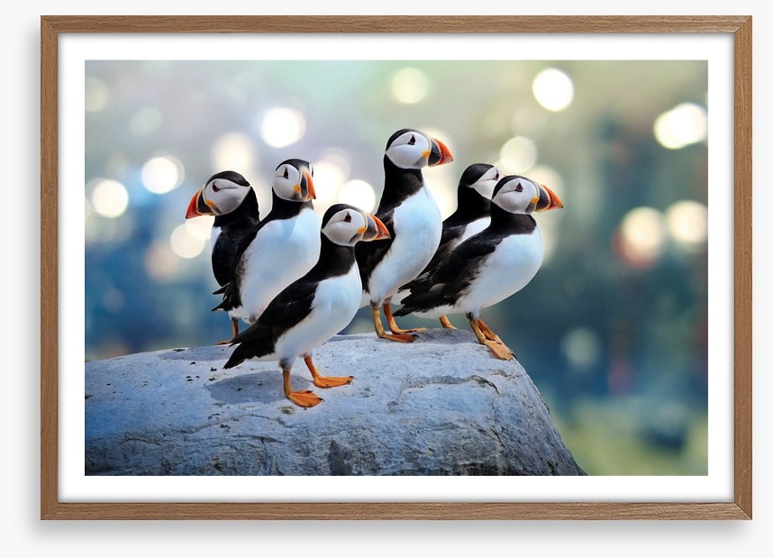 Puffin rock