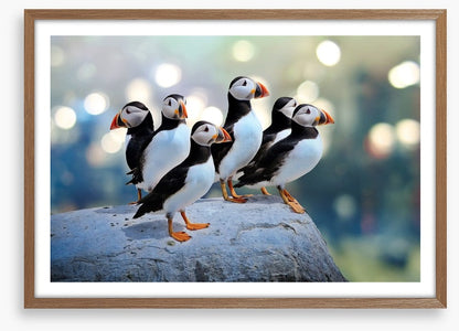 Puffin rock