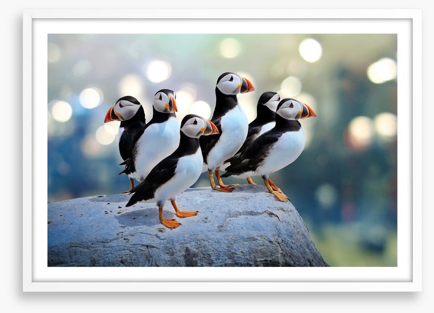 Puffin rock