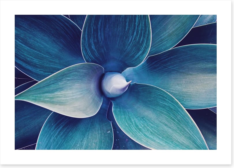 Fox tail agave