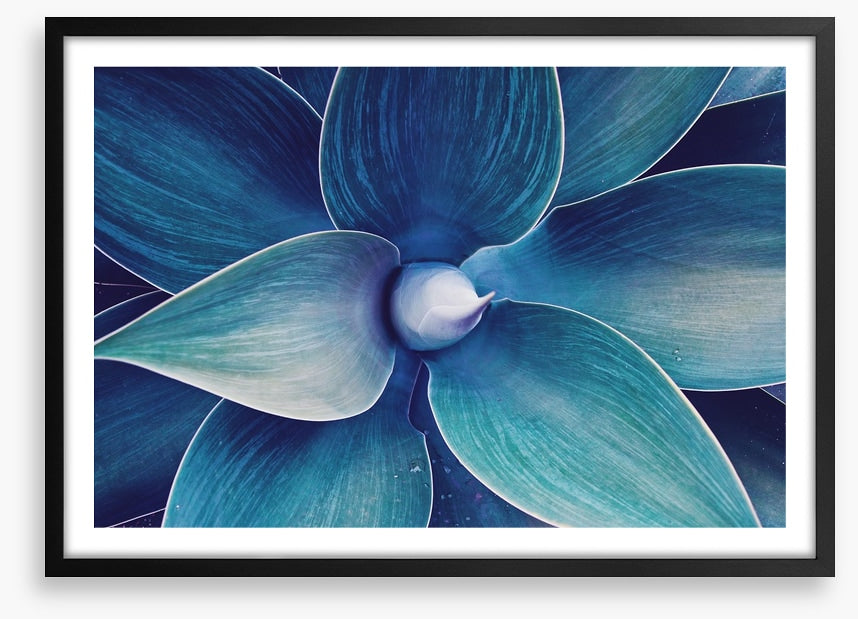 Fox tail agave
