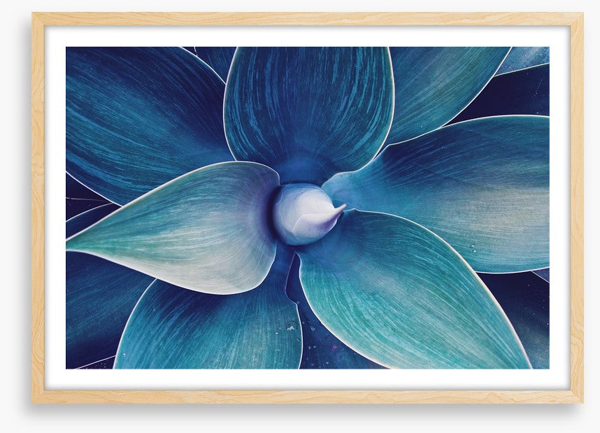 Fox tail agave