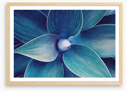 Fox tail agave