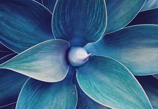 Fox tail agave