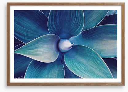 Fox tail agave