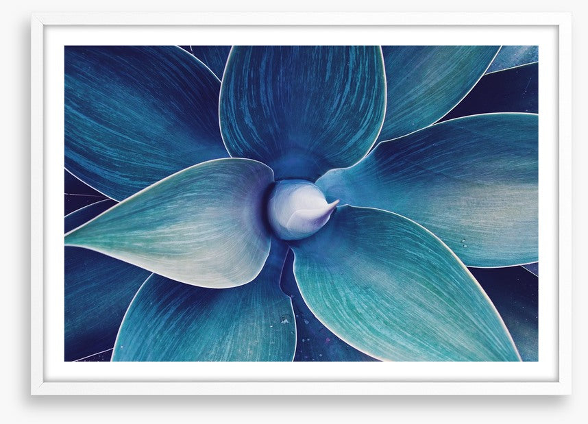 Fox tail agave