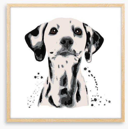 Dots off a dalmatian