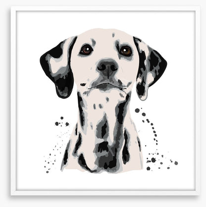 Dots off a dalmatian