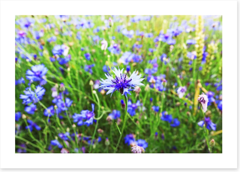 Meadows