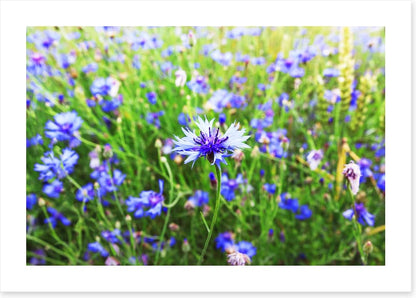 Meadows