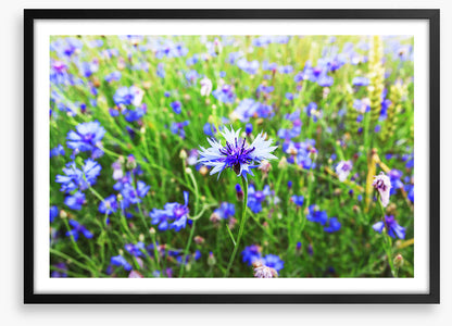 Meadows