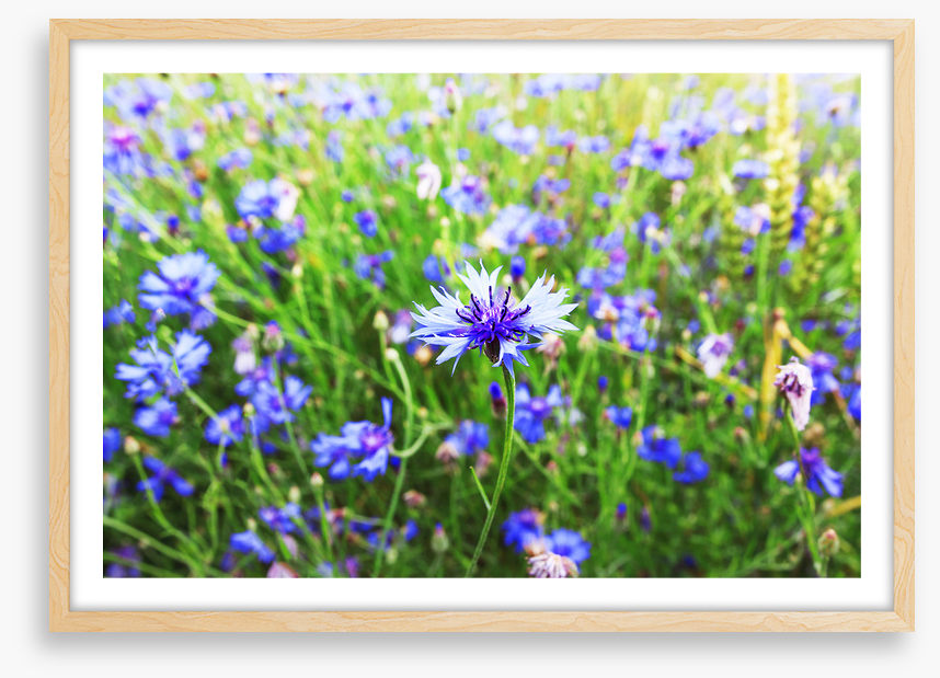 Meadows