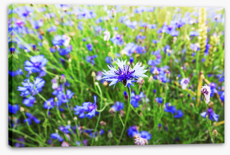 Meadows
