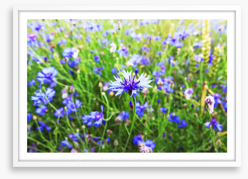 Meadows