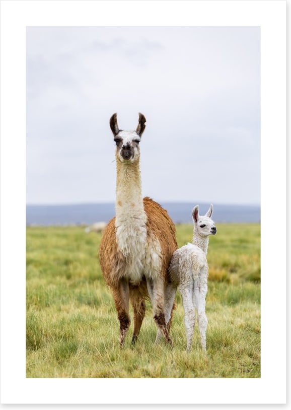 Wrong way little llama