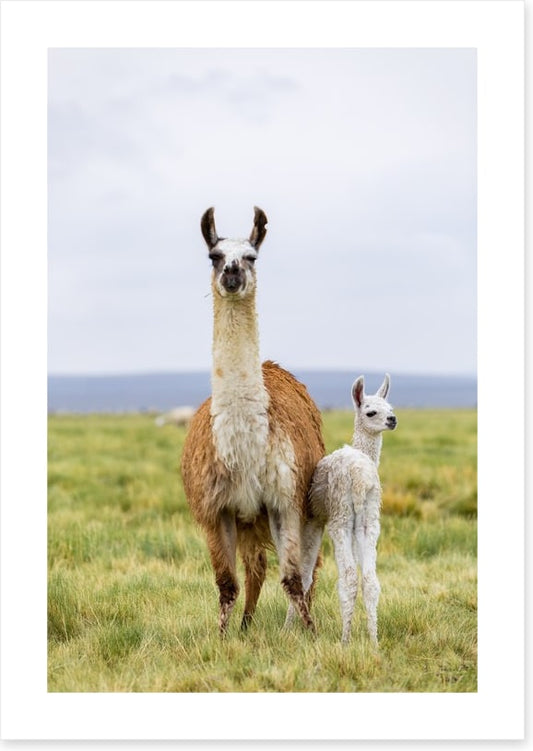 Wrong way little llama