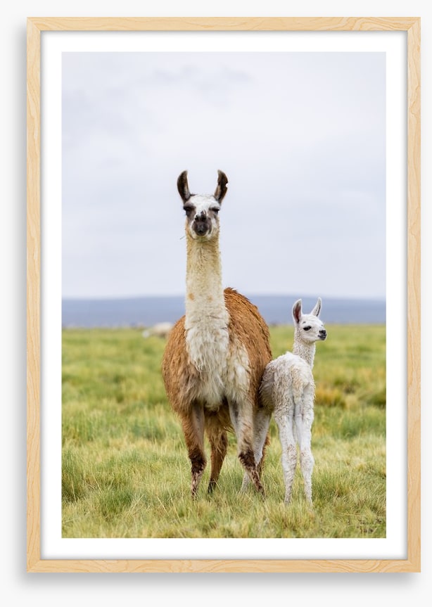 Wrong way little llama
