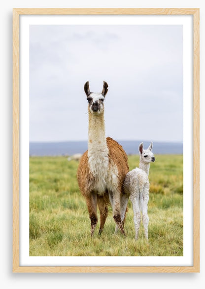 Wrong way little llama