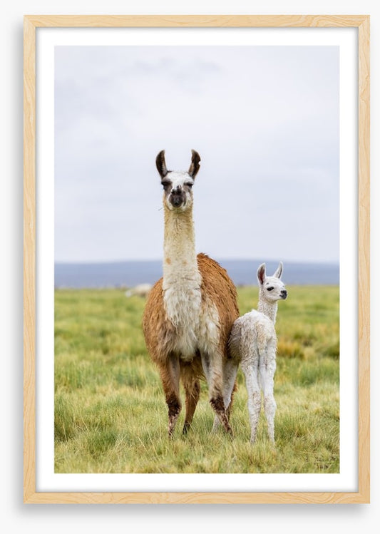 Wrong way little llama