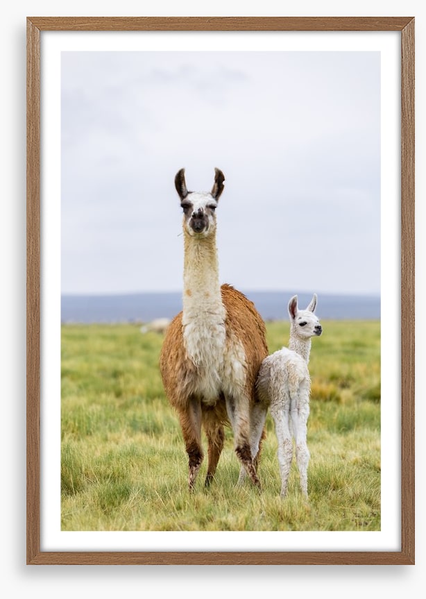 Wrong way little llama