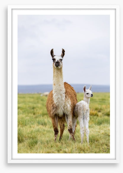 Wrong way little llama