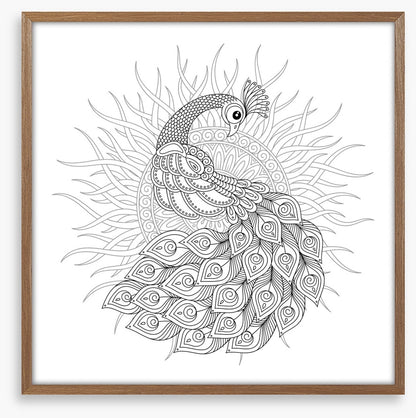 Colour me peacock sun